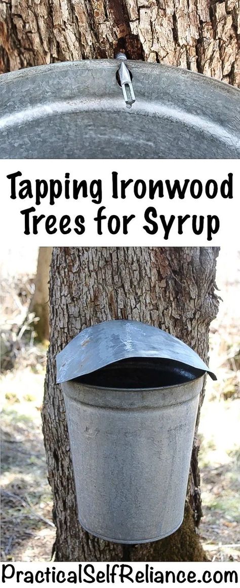 Tapping Ironwood Trees for Syrup Survival Plants, Tree Tapping, Ironwood Tree, Wild Mushroom Recipes, Homesteading Life, Homestead Gardening, Homestead Ideas, Edible Wild Plants, Tree Species