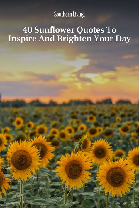 These sunflower quotes are sure to brighten your day. We've gathered our favorite inspirational, cute, short, and sweet quotes. #southern #southernliving #sunflowers #sunflowerquotes #sunflowercaptions #southernthings Quotes Related To Sunflower, Quotes About Sunflowers Inspiration, Sun Flower Quotes Inspirational, Sunflower Poem Quotes, Sunflower Sayings Quote Short, Sunflowers Quotes Inspiration Beautiful, Sunflower Sayings Quote, Sunflower Quotes Short, Sunflower Quotes Happiness