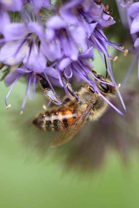 Purple honey is trending thanks to its bright color, unique taste, and hard-to-find status. Here's where you can find purple honey and some ideas for how you can use it in your cooking. #purplehoney #honey #howtocook #cookingtips Honey Lavender Aesthetic, Decrystalizing Honey, Purple Honey, Uncrystalize Honey How To, 2024 Diary, Craft Food, Lavender Honey, Entertaining Gifts, Beauty Clothes