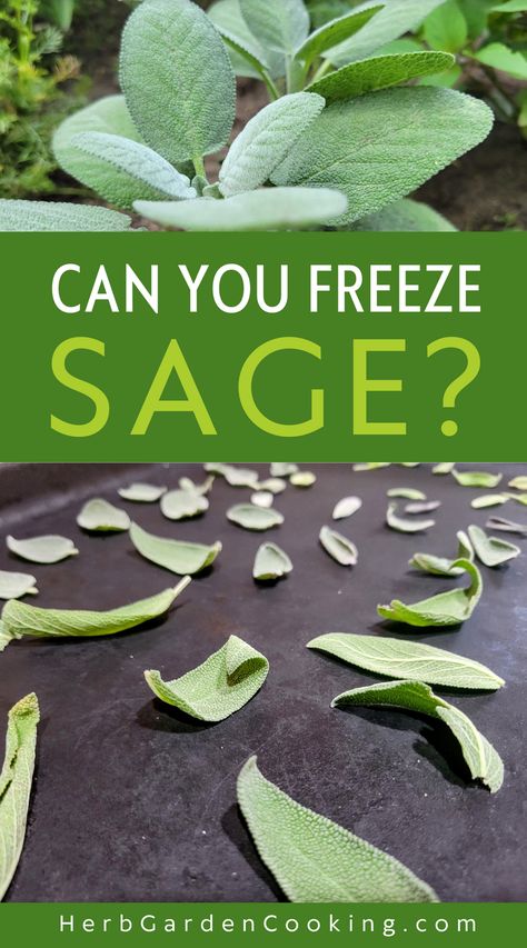 Learn how to freeze sage step by step using this preferred method. Extend the shelf-life of your freshly harvested garden sage and preserve it for up to a year. Freezing Sage Leaves, How To Freeze Sage Leaves, Preserving Fresh Sage, How To Preserve Fresh Sage, How To Preserve Sage, Fresh Sage Uses, Sage Recipes Fresh, Herb Preservation, Macaroni Dishes