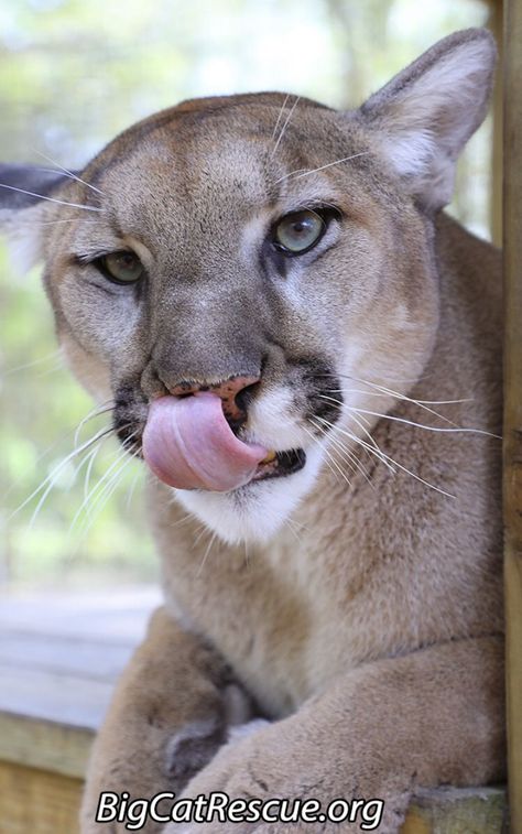 Good morning Big Cat Rescue Friends!☀️ Ares Cougar is happy to report he is a member of the Tongue Out Tuesday Club!👅 Have a terrific day everyone!🌺 Tongue Out Tuesday, Big Cat Rescue, The Tongue, March 1, Big Cat, Cat Rescue, Big Cats, Wild Cats, Animals Beautiful