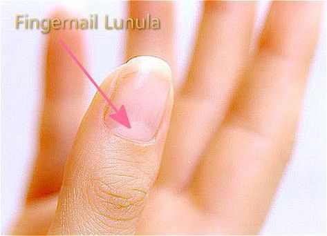 Meaning of fingernail lunula (little moon) and get if you are healthy through observing color, number and size of the moon. Also get the meaning of missing and disappearing fingernail moon. Nail Moons Health, Moons On Fingernails, Fingernail Health, Moon Meaning, Moon Nails, Nail Polish Trends, Neck And Back Pain, Palm Reading, Nail Health