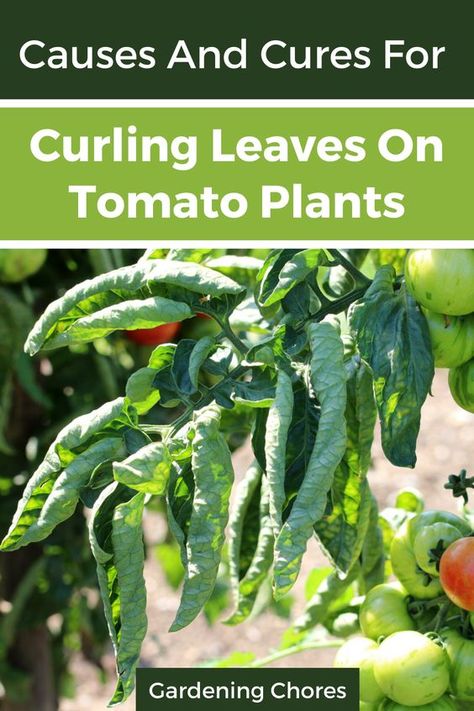 There are multiple reasons why tomato leaves may begin to curl, and if you pay close attention you can see slight variations between different types of leaf curl that will indicate what the root of the issue is. Let’s look at some possible reasons why your tomato plant leaves are curling up or down and how to treat and prevent leaf curl on the plants. Cucumber Trellis Ideas, Tomato Leaves Curling, Tomato Problems, Tomato Leaves, Growing Cilantro, Growing Tomato, Determinate Tomatoes, Vege Garden, Growing Tomato Plants