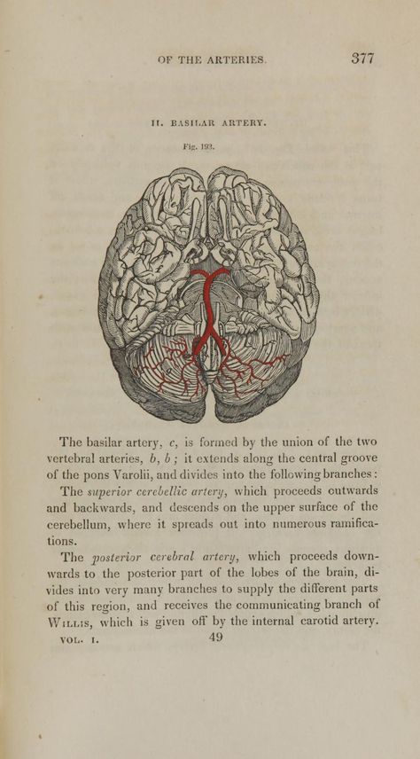 Human Anatomy Wallpaper, Human Anatomy Aesthetic, Art Human Anatomy, Brain Aesthetic, Vintage Book Illustration, Human Science, Anatomy Aesthetic, Medical Student Motivation, Medical Posters