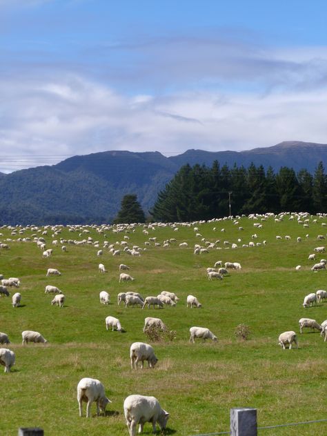 Oh the sheep you will see in New Zealand! Sheep Farming, Farm Sanctuary, New Zealand Landscape, Islamic Wallpaper Iphone, New Zealand South Island, British Garden, Sheep Farm, Ancient Buildings, Goat Farming