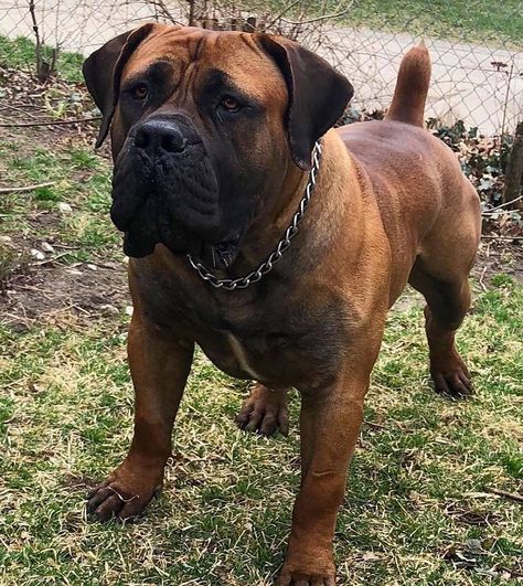 #guarddog #dogsofinsta #dogsofinstagram #mastiff #puppy #pitbull #kangal #americanbully #bully #bulliesofig #bullybreed... Boerboel Dog, South African Mastiff, African Boerboel, Mastiff Puppy, Mastiff Breeds, Disabled Dog, Corso Dog, Scary Dogs, Huge Dogs