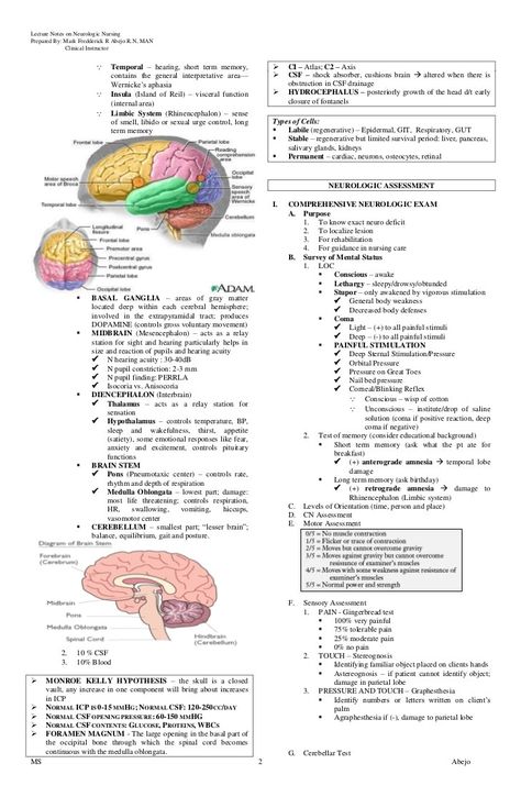 Neurology Nurse Practitioner, Behavioral Neuroscience Notes, Neurophysiology Notes, Neuro Nursing Notes, Neuro Assessment Nursing, Nervous System Notes Aesthetic, Neuroanatomy Notes, Neurology Notes, Neuro Anatomy