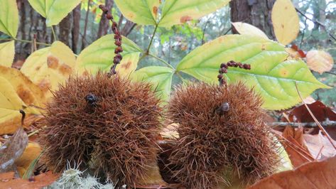 Curious Cape Cod: a quest for chestnuts in South Orleans on Cape Cod Fat Squirrel, Horse Chestnut Trees, Chestnut Tree, American Chestnut, Chestnut Trees, Fast Growing Trees, Chestnut Horse, Growing Tree, Yellow And Brown