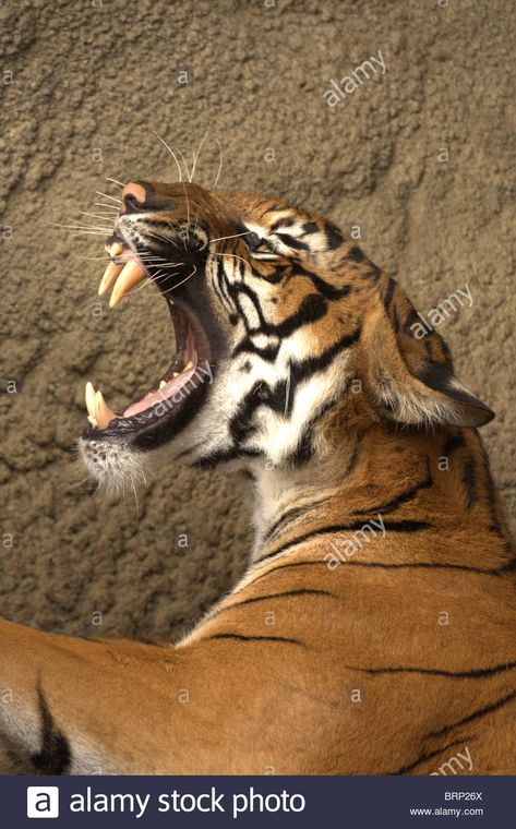 Bengal Tiger with its mouth wide open snarling Stock Photo Tiger Mouth Open, Apprentice Tattoos, Snarling Tiger, Open Mouth Drawing, Tiger Spirit Animal, Mouth Wide Open, Tiger Attack, Tiger Photography, Angry Animals