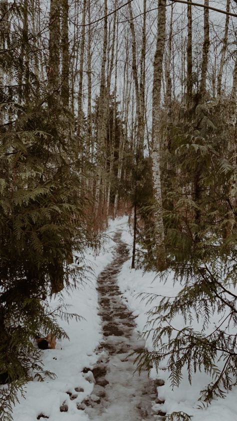 Seattle Forest, Snow Woods, Winter Widgets, Snowy Nature, Snowy Path, Snow Trails, Journal Images, Puzzle Pictures, Core Ideas