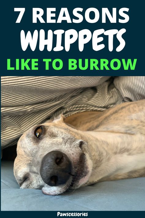 In this post you’ll discover: 7 real reasons why whippets burrow, When your whippets burrowing becomes concerning, 4 tips to help reduce how much your whippet burrows (Tip #1 is the most important!), And much, much more. Blue Whippet, Whippet Puppies, Out Of The Blue, Happy Memories, Whippet, Happy Healthy, Dog Bed, Puppies, Toys