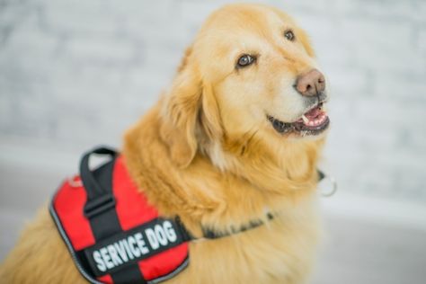 Service Dogs Breeds, Psychiatric Service Dog, Psychiatric Services, Detection Dogs, Service Dog Training, Emotional Support Dog, Support Dog, Assistance Dog, Emotional Support Animal