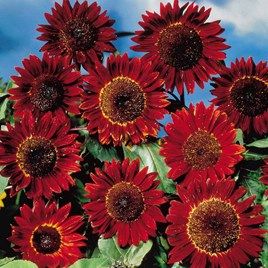 Lotus Flower Seeds, Types Of Sunflowers, Growing Sunflowers, Planting Sunflowers, Hgtv Garden, Red Sunflowers, Sunflower Pictures, White And Blue Flowers, Long Flowers