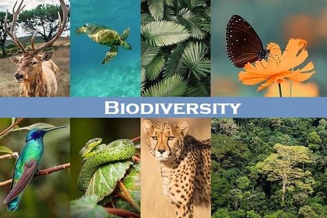 Biodiversity definition: Bio means life and diversity means differentiation or variation in distribution. It refers to the differentiation of lives involving Biology Resources, Mandala Drawing, Natural Resources, Nature Reserve, Natural Environment, Ecology, Pollution, National Parks, Nature