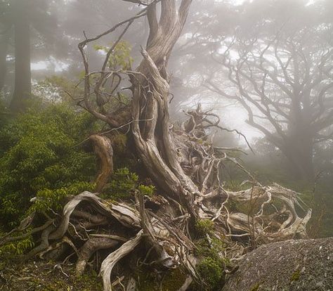 gnarled tree / spooky Gnarled Tree, Creeping Fig, Yakushima, Pinterest Garden, Mystical Places, Detroit Institute Of Arts, Mystical Forest, Rock Face, Old Trees