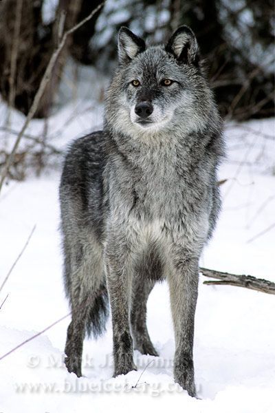 Wolfs- I had a Shepherd part wolf and it was the most gentle and loving dog ever.  It kept my outside cats warm during the winter by letting them cuddle with him.  I never had or ever  will have a dog as great as him. Pet Wolf Dog, Gray Wolf, Wolf Like Dogs, Gray Wolves, Grey Wolf Pup, Wolf With Pups, Wolf Poses, Wolf Life, Wolf Images