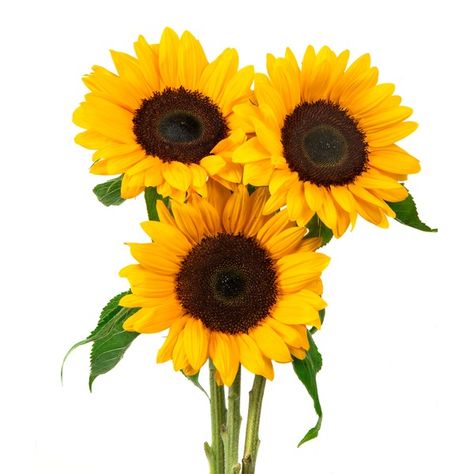 sunflower - Google Search Sunflower Bunch, Dinner Today, Mothers Day Brunch, Fresh Market, Delivery Groceries, Cut Flowers, Vegan Gluten Free, Sunflower, To Draw