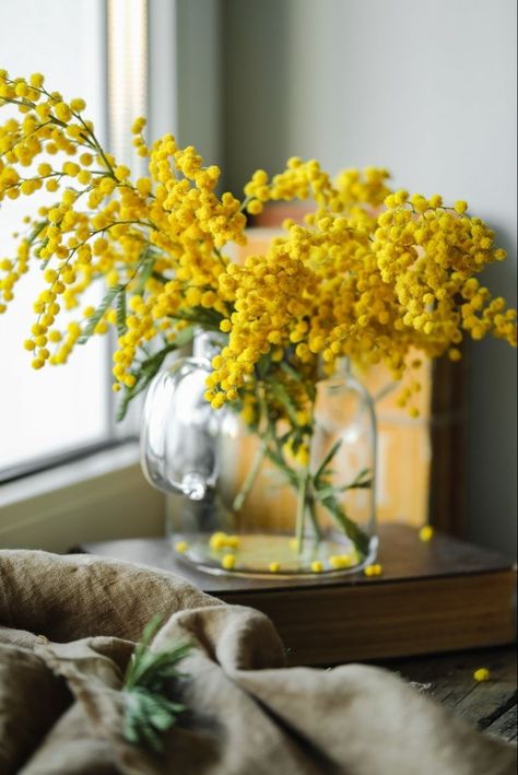 Mimosa Flower Aesthetic, Mimosa Bouquet, Mimosa Plant, Yellow Flower Bouquet, Acacia Dealbata, Blossom Decoration, Mimosa Flowers, Mimosa Tree, Background Beauty