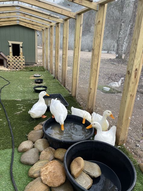 55 Gallon Chicken Waterer, Cute Duck Coop Ideas, Duck Coop Accessories, Indoor Duckling Enclosure, Duck Pens Backyard, Duck Area Ideas, Duck Set Up, Silkie Chicken Coop Ideas, Quack Shack Ideas