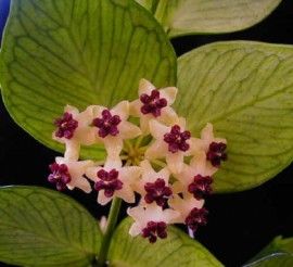 polyneura-hoya Fishtail Hoya, Wax Plants, Window Greenhouse, Drought Resistant Plants, Winter Project, Free Plants, African Violets, Planting Succulents, Yellow Flowers