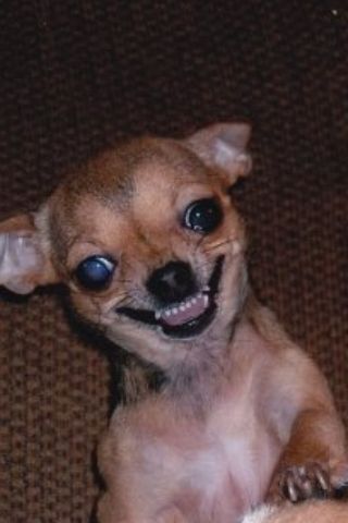 Chiuahaha Funny, Angry Chiuhauha, Funny Chihuahua Pictures, Evil Chihuahua, Chihuahua Smiling, Angry Chihuahua, Scared Chihuahua, Evil Smile, Funny Dog Faces