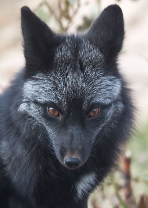 black foxes - Google Search Black Fox, Pet Fox, Foxtrot, Wild Dogs, Black Wolf, Cute Fox, Animal Photo, Black And Gray, 귀여운 동물