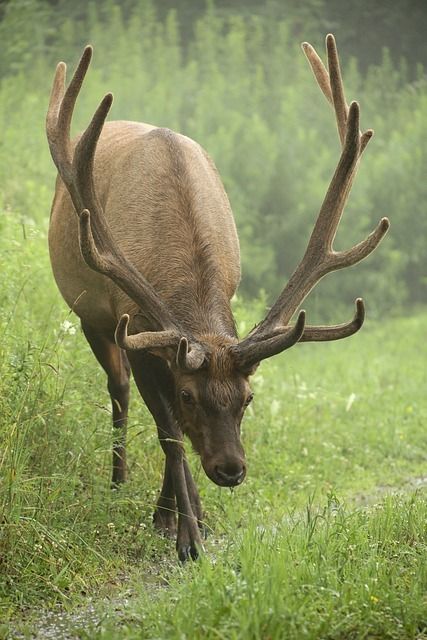 Download free HD stock image of Elk Antlers Hsr Oc, Forest Animals Art, Deer Eyes, Enchanted Wood, Elk Antlers, Painting References, Like Animals, Animals Art, Wildlife Nature