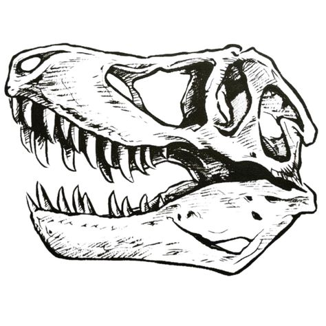 Trex Skull Drawing, Safari Scrapbook Layouts, Trex Skull, Tyrannosaurus Rex Skull, Safari Scrapbook, Bone Drawing, Dinosaur Sketch, Skulls Drawing, Drawing Heads