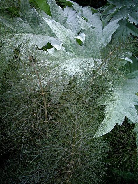 Cynara cardunculus and Foeniculum vulgare 'Purpureum' (Bronze Fennel) Bronze Fennel, Moon Garden, Google Plus, Forest Garden, Plant Combinations, White Gardens, Deco Floral, Foliage Plants, Landscaping Plants