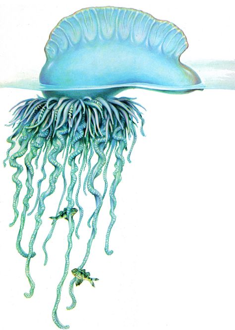 Portugese Man of War Portuguese Manowar Tattoo, Jellyfish Illustration, Jellyfish Painting, Jellyfish Drawing, Unique Fish, Jellyfish Art, Animal Drawings Sketches, Freeform Crochet, Scientific Illustration