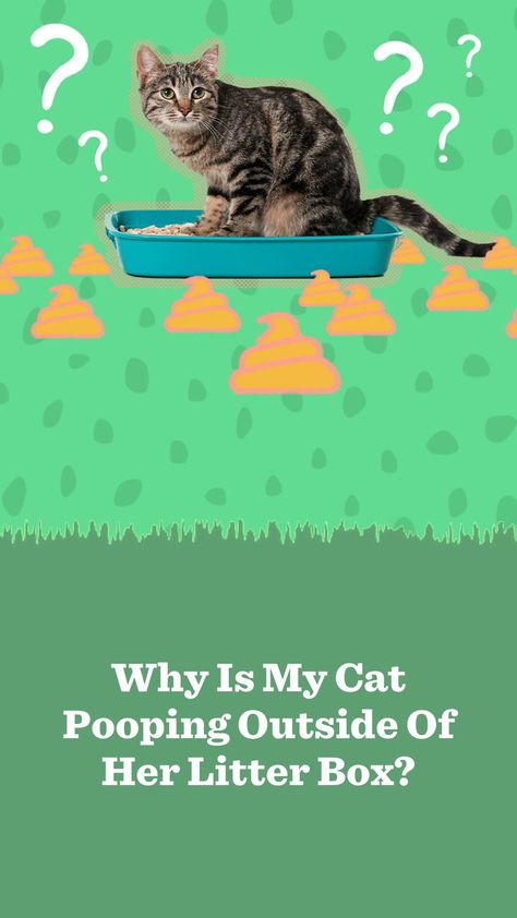 Is your cat pooping outside the litter box? Here’s what might be causing it and how to fix it. Cat Pooping On Floor, Cat Pooping, Liter Box, Best Cat Litter, Cute Cat Memes, A Vet, Cat Parenting, Mama Cat, Cat Box