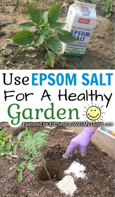 Epsom Salt for Garden Benefits Of Epsom Salt, Epsom Salt For Plants, Epsom Salt Garden, Epsom Salt Uses, Epsom Salt Benefits, Organic Pesticide, Organic Vegetable Garden, Meteor Garden 2018, Diy Gardening