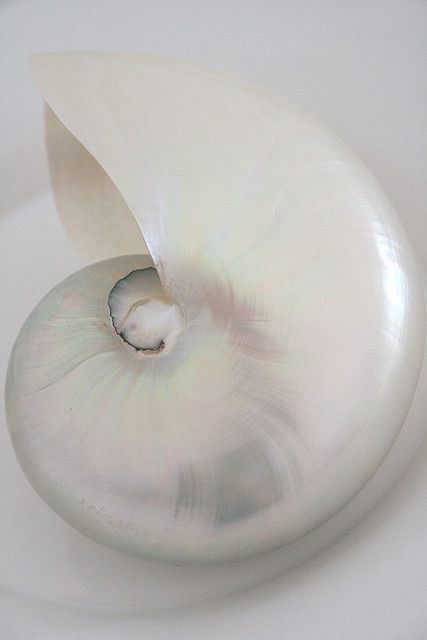 shell Ocean Treasures, She Sells Seashells, White Noise, Shades Of White, Nautilus, All White, Sea Creatures, Nature Beauty, Sea Life