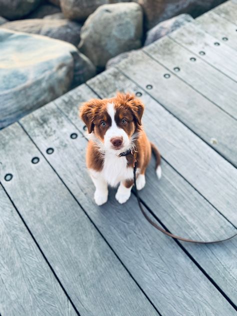 Red Tri Australian Shepherd, American Shepherd, Australian Shepherd Puppy, Reactive Dog, Aussie Puppies, Border Collie Puppies, Dream Dog, Australian Shepherd Dogs, Very Cute Dogs