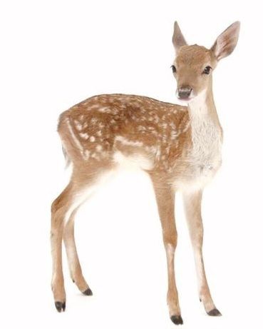 I just got result 'A deer' on quiz 'Pick things and get a curse.'. What will you get? Deer Wallpaper, Fawns Deer, Deer Photos, Fallow Deer, Deer Family, Deer Art, Red Deer, Baby Deer, Arte Animal