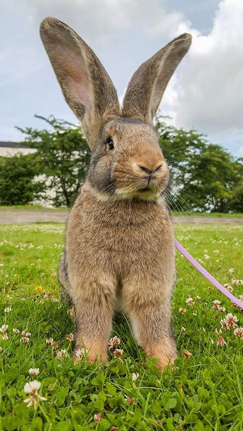 { ...and he had big ears} Flemish Giant Rabbit, Funny Wild Animals, Giant Bunnies, Wild Animals Videos, Giant Rabbit, Flemish Giant, Giant Bunny, Talking Animals, Cute Bunny Pictures