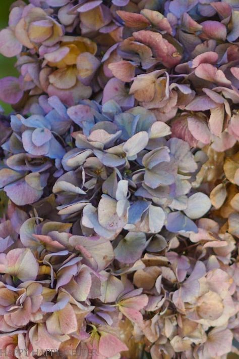 I love this time of year when all the hydrangeas turn royal colors. I decided to share my Dried Hydrangea Wreath Tutorial with you this fall. This simple wreath is gorgeous with its purples, blues, and deep green flowers. Use your flowers from your garden or buy them from a store. Dried Hydrangea Wreath, Ombre Wreath, Antique Hydrangea, Simple Wreath, Straw Wreath, Dried Hydrangeas, Felt Wreath, Dried Flower Wreaths, Green Hydrangea