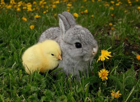 And if you love all animals equally, try our Animals newsletter! Three times a week, you’ll get dogs, cats, birds, llamas, seals, and plenty of other cuties. Raising Rabbits, Cute Bunny Pictures, Bunny Pictures, Baby Animals Pictures, Animals Friendship, Baby Animals Funny, Cute Animal Photos