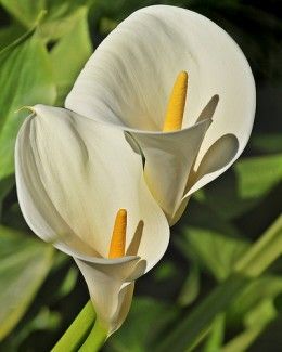 Calla lilies, Types Of Lilies, Zantedeschia Aethiopica, Arum Lily, Calla Lily Flowers, Flower Identification, Alpine Plants, Easter Lily, Garden Types, Blooming Plants