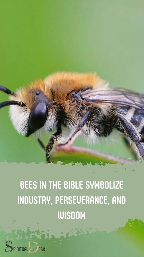 Bees in the Bible symbolize industry, perseverance, and wisdom. Bees represent a willingness to receive the sweet nectar of life and use it for the benefit of the people around them. #represent #life #willingness #wisdom #perseverance #industries #industrial #inthebible #nectaroflife #bees Bee Spiritual Meaning, Spiritual Meaning Of Bees, Bible Meaning, Biblical Scriptures, Wisdom Bible, Proverbs 6, Serve God, Bible Love, Spiritual Meaning