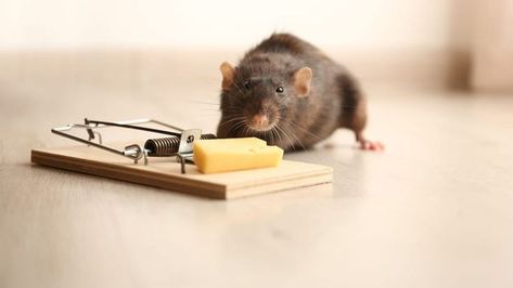 all you need is to appoint a professional Rodent Control Adelaide team because DIYs have no permanent results Mice Infestation, Rat Control, Getting Rid Of Mice, Pest Prevention, Rat Traps, Rodent Control, Termite Control, Mouse Traps, Pest Control Services