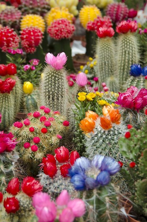 i want every baby cactus Cactus Arrangement, Cactus Collection, نباتات منزلية, Blooming Cactus, Boho Garden, Desert Flowers, Mexican Decor, Christmas Cactus, Cactus Flowers