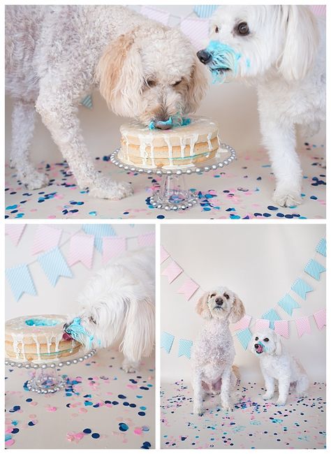 Dog Friendly Cake, Cake For Dogs, Gender Reveal Pictures, Cake Dog, Gender Reveal Video, Gender Reveal Unique, Gender Reveal Announcement, Pregnancy Gender, Pregnancy Gender Reveal