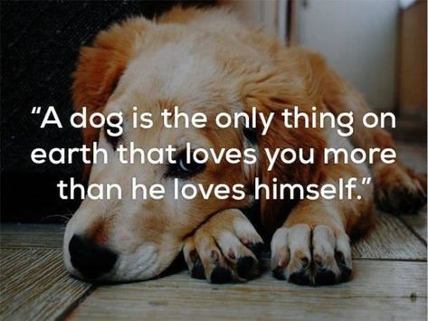 Dog Language, Dog Quotes, That's Love, Love You More Than, Beautiful Dogs, Mans Best Friend, Love You More, Always Be, Dogs And Puppies