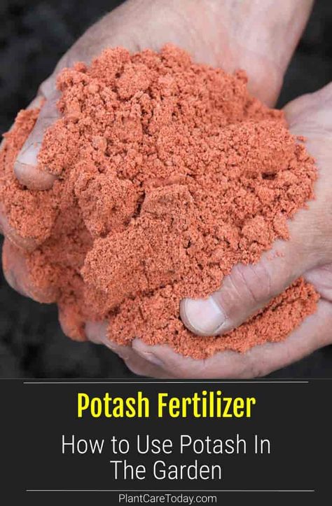 Potash Fertilizer: How to use Potash Fertilizer and Why It’s Good For Your Plants. [GUIDE] Potash Fertilizer, Organic Plant Fertilizer, Growing Organic Vegetables, Acid Loving Plants, Plant Nutrients, Soil Testing, Fertilizer For Plants, Bountiful Harvest, Sandy Soil