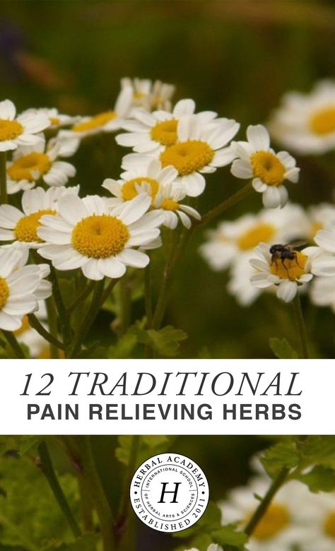 12 Traditional Pain Relieving Herbs | Herbal Academy | Curious about using herbs to bring comfort during injury? Here are twelve traditional pain relieving herbs and how herbalists approached their use. Nerve Pain Remedies, Herbal Tinctures, Natural Healing Remedies, Herbs For Health, Natural Therapy, Healing Herbs, Natural Health Remedies, Medicinal Herbs, Natural Home Remedies