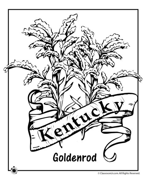 Kentucky State Flower Coloring Page | Woo! Jr. Kids Activities Kentucky State Flower, State Project, Goldenrod Flower, State Flowers, Mushroom Images, Color Sheets, Mom Tattoo, Kentucky State, State Birds