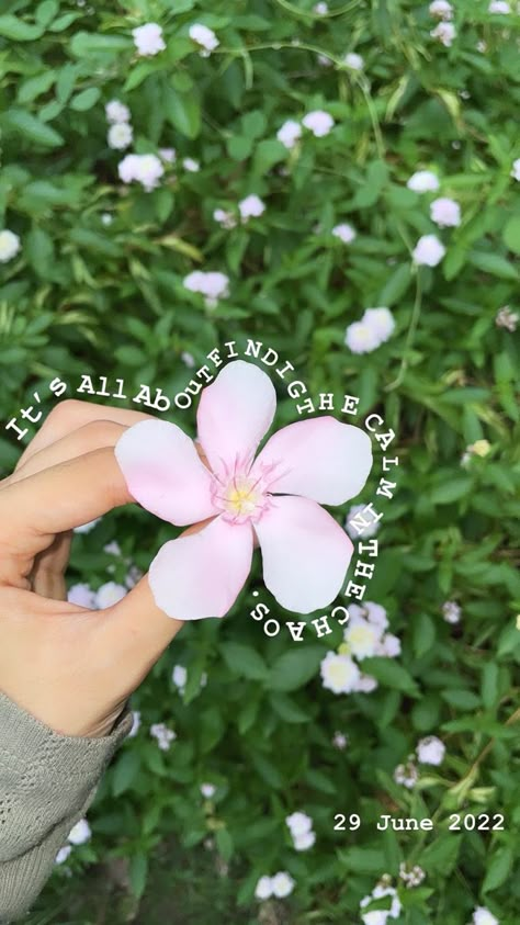 Flower Captions For Instagram, Nature Photography Quotes, Flowers Quotes, Instagram Photo Frame, Flowers Instagram, Instagram Creative Ideas, Fairytale Photography, Nature Instagram, Quotes About Photography