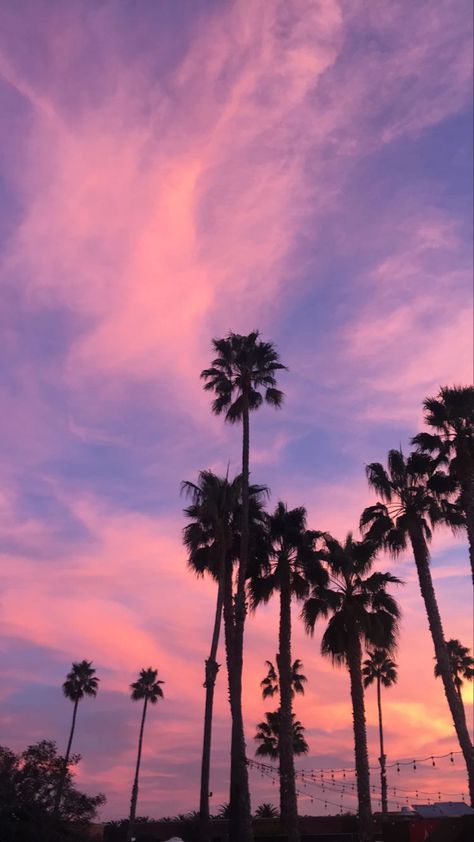 Palm Trees Sunset Wallpaper, Pink Sky Palm Trees, Sky Aesthetic Sunsets Pink, Aesthetic Palm Trees Background, Pink Esthetics Background, Pink Palm Tree Aesthetic, Tapeta Iphone Tumblr, Pink Palm Trees Wallpaper, Pink Hour Sky