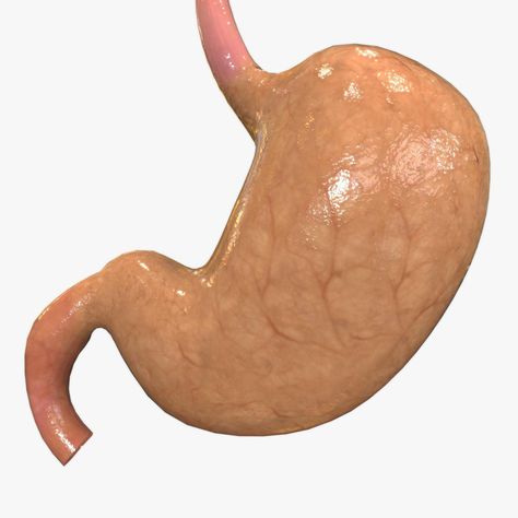 Anatomical Stomach, Stomach Organ, Stomach Anatomy, Human Stomach, 3d Anatomy, Human Organs, Human Organ, Internal Organs, Photo Stock Images